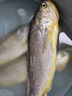 海名威 冷凍三去黃花魚600g 3/4條 寧德大黃魚 生鮮魚類 海鮮水產(chǎn)  曬單實(shí)拍圖