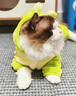 阿莫爾貓咪衣服牽引恐龍秋冬款防掉毛布偶英短小貓寵物狗狗冬季保暖服裝 超萌恐龍 S【建議3-5斤】 曬單實(shí)拍圖