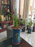 華香園蘭花 【白雪冰心】 春蘭 蘭花苗 濃幽香型 辦公室內耐陰盆栽花卉 白雪冰心3苗裸根帶花苞 曬單實(shí)拍圖