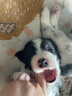 衛仕膳食中大型犬糧 狗干糧 中大型犬全價(jià)狗糧 牛肉蔓越莓 15kg*1袋 曬單實(shí)拍圖