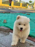 寵邁鑫純種金毛幼犬沙灘金大骨架淺色金毛活物雙血統(tǒng)高智商導盲犬寵物狗 血統(tǒng)級 金毛 公 曬單實拍圖