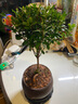 八芽小葉赤楠盆栽室內桌面客廳好養(yǎng)花卉綠植凈化空氣四季常青盆景植物 小葉赤楠-舍得盆-方形密胺 帶盆栽好 曬單實拍圖