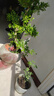 月季花苗四季開(kāi)花大花濃香型灌木月季苗庭院陽(yáng)臺盆栽地栽玫瑰花苗 瑞典女王【大花濃香，多季節開(kāi)花】 扦插小苗15-25cm高 1棵 曬單實(shí)拍圖