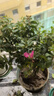 紫薇花盆栽植物樹(shù)室內陽(yáng)臺庭院觀(guān)花四季好養百日紅耐熱老樁樹(shù)苗 紫薇花無(wú)盆 曬單實(shí)拍圖