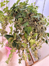 西貝莜面村蒙古原制奶酪餅100g 1個(gè)裝爆漿拉絲芝士 兒童早餐面點(diǎn) 半成品速食 曬單實(shí)拍圖