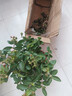 紫薇花盆栽植物樹室內(nèi)陽臺庭院觀花四季好養(yǎng)百日紅耐熱老樁樹苗 紫薇花無盆 曬單實拍圖