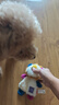 貴為（GiGwi）響紙獅子兩種發(fā)聲毛絨狗狗玩具耐咬解悶幼犬中小型犬寵物玩具 曬單實拍圖
