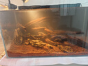 鮮京采 鮮活生蠔5XL 凈重5斤 9-12只 生鮮海鮮 中秋聚餐 源頭直發(fā) 曬單實(shí)拍圖
