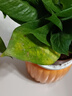 特價(jià)綠蘿盆栽室內客廳辦公吸甲醛凈化空氣水培植物綠植花卉好養2 【1盆】綠蘿+橙色南瓜盆自吸水 整體含盆高度20-25cm 曬單實(shí)拍圖