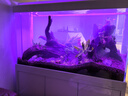 森森（SUNSUN）2025年新品森森魚缸客廳超白玻璃水族箱招財(cái)家用底濾免換水魚缸 珍珠白（升級(jí)底濾/超白玻璃/無極調(diào)光） 靠墻款長120*寬42*缸高72/柜高80cm 曬單實(shí)拍圖