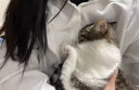 貓咪麻醉鎮定劑防止亂咬亂叫睡眠噴霧情緒舒緩安撫寵物貓狗鎮靜藥 1瓶 貓咪鎮定劑 曬單實(shí)拍圖