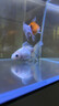 智宙魚(yú)缸抽水泵魚(yú)缸過(guò)濾器迷你微型抽水泵魚(yú)池低音潛水泵節能吸糞循環(huán) 微型魚(yú)缸潛水泵（3W） 曬單實(shí)拍圖