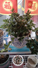 四季常青金魚花吊蘭盆栽室內(nèi)綠植花卉多肉植物發(fā)財樹好養(yǎng)易活客廳 金魚吊蘭【整盆20-30顆】原盆土 曬單實(shí)拍圖