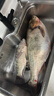 釣魚(yú)王破天全無(wú)結線(xiàn)組大物鰱鳙成品主線(xiàn)綁好尼龍線(xiàn)主線(xiàn)2卷線(xiàn)組7.2米6.0# 曬單實(shí)拍圖