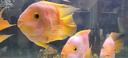 瘋狂石頭魚缸活性硝化細(xì)菌 魚池凈化水質(zhì)分解魚便【硝化細(xì)菌600ML裝】 曬單實(shí)拍圖