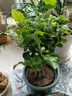 開(kāi)時(shí)果 茉莉花盆栽濃香型 桌面綠植物陽(yáng)臺(tái)花卉樹(shù)苗盆景擺件源頭直發(fā)包郵 精品茉莉花5-10株【原生盆】 曬單實(shí)拍圖