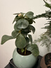 小盼菩提樹(shù)盆栽綠植物室內花盆景辦公室桌面觀(guān)葉四季客廳好養活樹(shù) 2盆-菩提【帶果發(fā)貨】原盆原土 帶盆栽好 曬單實(shí)拍圖