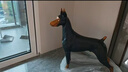縱歡黃銅杜賓犬?dāng)[件招財(cái)鎮(zhèn)宅看門狗狗裝飾別墅門口客廳辦公室前臺禮品 落地大號坐立杜賓 曬單實(shí)拍圖