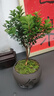八芽 小葉赤楠盆景擺件室內(nèi)綠植花卉盆栽老樁客廳辦公室桌面好養(yǎng)植物 （【熱銷款】舍得紫砂盆赤楠+苔蘚+底座） 曬單實(shí)拍圖
