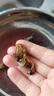 內廷上用胖東來(lái)金蠔干煲湯廣東湛江大號生蠔干淡曬海蠣干蠔鼓肉干海鮮干貨 大號生蠔干250·g【約100-110頭】本月新貨 胖東來(lái)甄選生曬不抽油野生金蠔干 曬單實(shí)拍圖