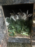 LOTOR徠多養生壺1升全玻璃養生壺母嬰級材質(zhì)迷你燒水壺保溫一體全自動(dòng)恒溫小型煮茶器D11【國家補貼】 曬單實(shí)拍圖