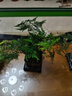 佰花錦文竹桌面盆栽新中式綠植辦公室客廳盆景茶臺臥室好養綠植花卉植物 【送方底座】文竹+pvc舍得盆+黑沙石鋪面 20-30cm 曬單實(shí)拍圖