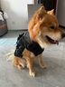 超可耐狗狗衣服冬天大型犬保暖金毛邊牧馬犬杜賓衣服2025防風(fēng)防雪棉衣 隕石灰 4XL碼（胸圍72背長(cháng)57） 曬單實(shí)拍圖