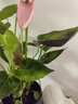 一帆風(fēng)順年宵花卉綠植物盆栽水培白掌室內客廳擺放耐寒冷 重瓣【粉色】四季開(kāi)花包成活可開(kāi)66朵 送肥料 曬單實(shí)拍圖