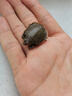 四川小甲魚(yú)鮮活10斤大苗養殖冷水魚(yú)耐寒鱉團魚(yú)王八烏龜甲魚(yú)苗批發(fā) 3-5g甲魚(yú)苗 2只 曬單實(shí)拍圖