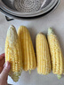 【精品甜玉米】新鮮水果玉米現(xiàn)摘嫩玉米甜水果玉米營(yíng)養(yǎng)早餐爆汁 3斤凈重 3-4根 300g起/根 曬單實(shí)拍圖