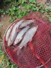 魚誘超強(qiáng)誘魚粉釣魚小藥誘食添加劑一粒爆餌料黑坑野釣專用鯉鯽草鳊魚 紅色【野釣專用】 1瓶【內(nèi)含30粒】 曬單實(shí)拍圖