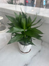 繽賢觀音竹富貴竹水培植物帶根綠植辦公室內(nèi)盆栽轉(zhuǎn)運(yùn)竹帶好養(yǎng)水養(yǎng)玻璃 觀音竹3棵(簡易杯)+營養(yǎng)液 帶盆栽好 曬單實(shí)拍圖