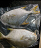 翔泰 海南金鯧魚凈重900g 2條裝  魚類生鮮 火鍋食材 海鮮水產(chǎn) 中秋 曬單實(shí)拍圖