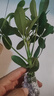 【八方來(lái)財(cái)】發(fā)財(cái)樹鴨腳木盆栽四季常青桌面防輻射花卉盆景 八方來(lái)財(cái)【水培小苗1顆】 送肥料 曬單實(shí)拍圖