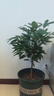 行湘平安樹(shù)盆栽大型綠植新房植物 平安樹(shù)1-1.2米+菱形樹(shù)脂盆 源頭直發(fā) 曬單實(shí)拍圖