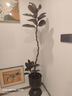 花城水調黑金剛橡皮樹(shù)客廳綠植大盆栽造型室內四季好養辦公室陽(yáng)臺大型植物 橡皮樹(shù)1.5-1.7m+黑砂圓柱鎂泥盆 曬單實(shí)拍圖