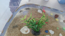 【送飼料】迷你辣椒蟹觀(guān)賞蟹寵物螃蟹可與孔雀魚(yú)斑馬魚(yú)觀(guān)賞蝦混養 【送飼料】紅鉗辣椒蟹1-2cm 共發(fā)6只螃蟹(包活其中5只) 曬單實(shí)拍圖