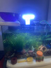 森森（SUNSUN）耀藍魚(yú)缸壁掛式過(guò)濾器YBF-500外置過(guò)濾桶【魚(yú)便分離+過(guò)濾升級】6W 曬單實(shí)拍圖
