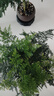 開(kāi)時(shí)果 文竹盆栽桌面擺件盆景 辦公室植物竹子水培綠植盆景源頭直發(fā)包郵 舍得紫砂盆+黑石+底座 曬單實(shí)拍圖