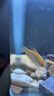 老牌漁場(chǎng)紅龍魚銀龍魚金龍魚或觀賞魚魚苗 一公一母【盲盒發(fā)貨】 曬單實(shí)拍圖