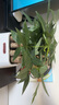 植男植女發(fā)財(cái)樹室內(nèi)桌面綠色懶人綠植盆栽花卉鮮活好養(yǎng)護(hù)觀葉耐旱源頭直發(fā) 曬單實(shí)拍圖