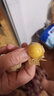 京鮮生 東北特產(chǎn)姑娘果 凈重3斤裝 黃姑娘果菇娘果燈籠果源頭直發(fā)包郵 曬單實(shí)拍圖