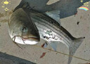 鯔魚(yú)專(zhuān)用餌料烏頭野釣黑坑海釣梭魚(yú)鱸魚(yú)餌鯛專(zhuān)攻黃辣丁方塊窩料 三包裝【桿桿上魚(yú)】買(mǎi)2送1 曬單實(shí)拍圖