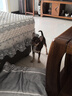 貴為（GiGwi）狗玩具磨牙棒狗狗磨牙玩具幼犬小型犬木塑鹿角小號寵物用品玩具 曬單實拍圖