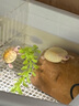創(chuàng  )星魚(yú)缸加熱棒自動(dòng)恒溫變頻小型烏龜加溫熱器棒水溫顯示離水斷電THE 【適45-100L水】變頻 數顯THE-200 曬單實(shí)拍圖