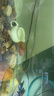 錦鯉魚活體觀賞魚活魚小型易養(yǎng)冷水淡水魚小魚苗錦鯉金魚好看錦鯉 8-10cm 六色錦鯉套餐6條 曬單實拍圖