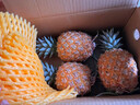 廣東香水菠蘿新鮮水果菠蘿鳳梨整箱包郵單果500g起 【嘗鮮】1粒裝 凈重1.3-1.5斤 曬單實(shí)拍圖