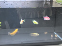 當貝智能生態(tài)魚(yú)缸1Ultra 一體缸自循環(huán)桌面魚(yú)缸+HIDOM增氧泵套餐 曬單實(shí)拍圖