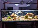 惠弘臺灣百必除特滅菌七彩神仙羅漢魚(yú)金魚(yú)H2H3H4內寄外寄頭洞水質(zhì)護理 惠弘H4-百庇除【50克】 曬單實(shí)拍圖