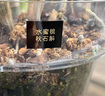 愛(ài)墨A30絕絕紫 拍立得標簽打印機便攜式家用辦公線(xiàn)纜熱轉印碳帶不干膠貼紙便簽彩色姓名貼 曬單實(shí)拍圖